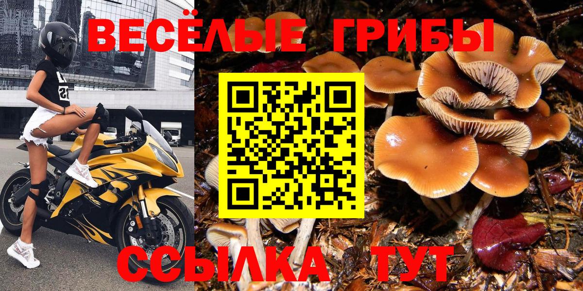 Минусинск  Псилоцибиновые грибы GOLDEN TEACHER  Вход с VPN  Галлюциногенные грибы GOLDEN TEACHER 